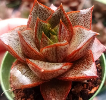 Echeveria Purpusorum
