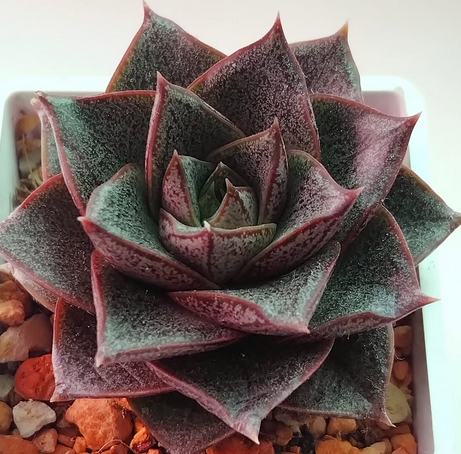 Echeveria Purpusorum