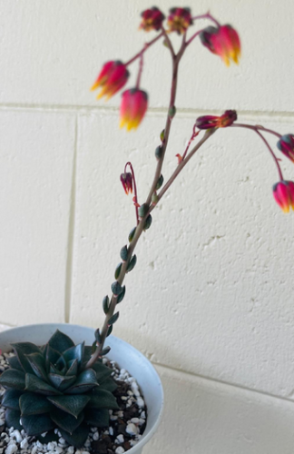 Echeveria Purpusorum