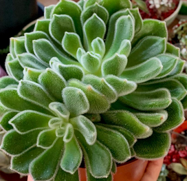 Echeveria Doris Taylor