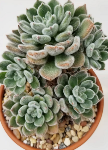 Echeveria Doris Taylor