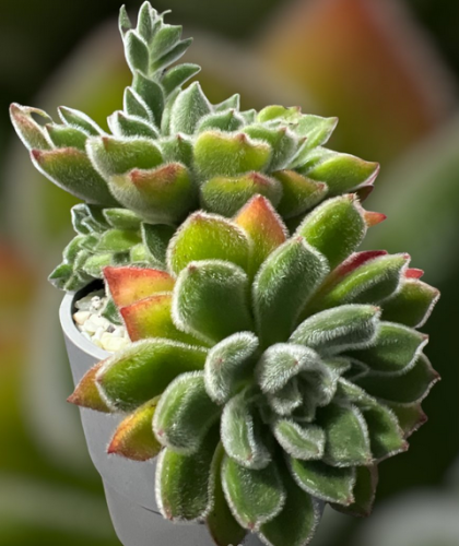 Echeveria Doris Taylor