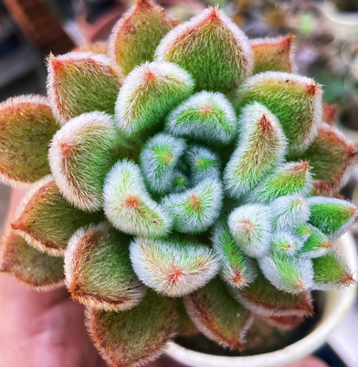 Echeveria Doris Taylor