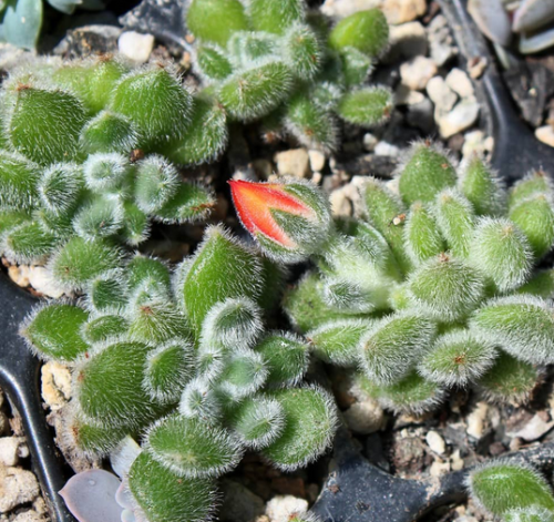 Echeveria Doris Taylor