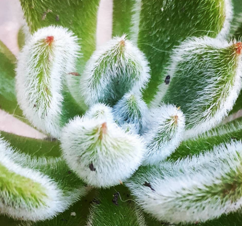 Echeveria Doris Taylor