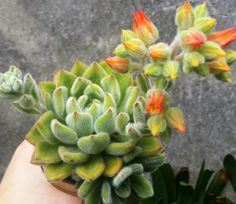 Echeveria Doris Taylor