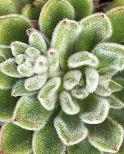 Echeveria Doris Taylor