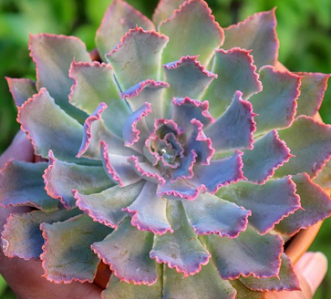 Echeveria Neon Breakers