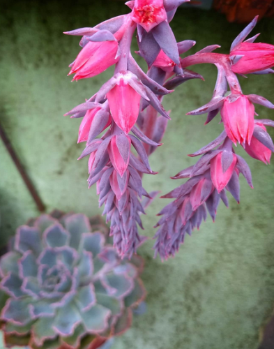 Echeveria Neon Breakers