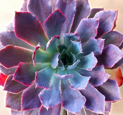 Echeveria Neon Breakers