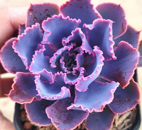 Echeveria Neon Breakers