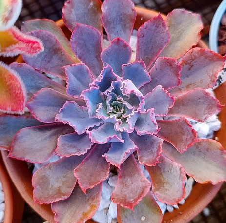 Echeveria Neon Breakers