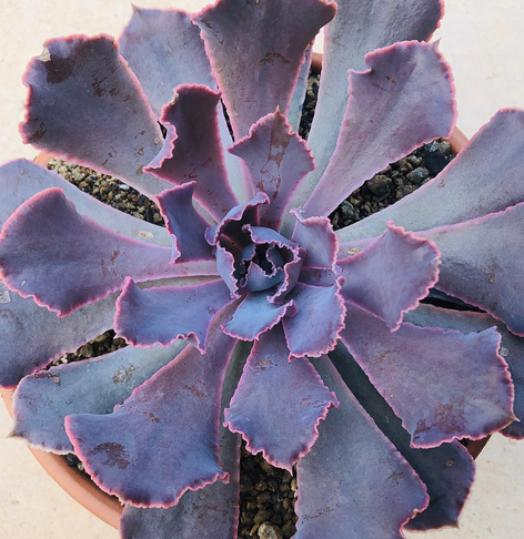 Echeveria Neon Breakers