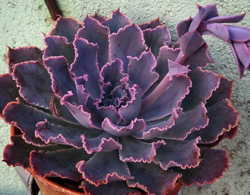 Echeveria Neon Breakers