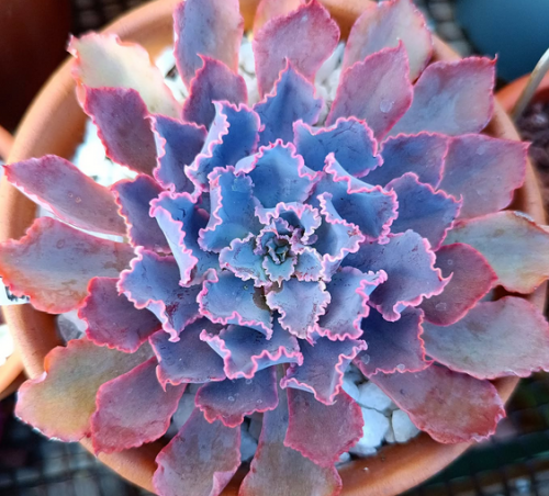 Echeveria Neon Breakers