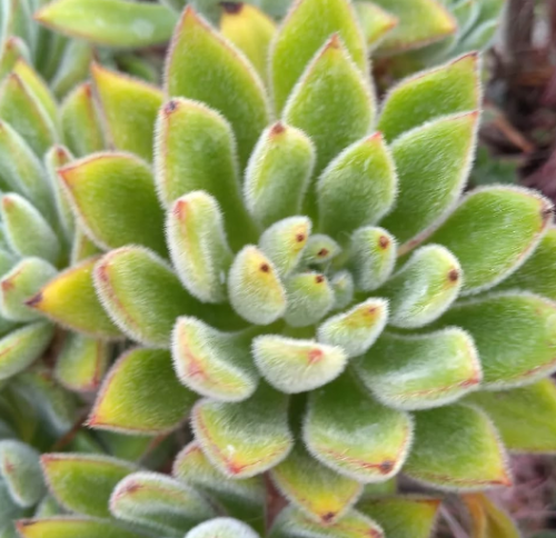 Echeveria Setosa