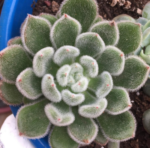 Echeveria Setosa