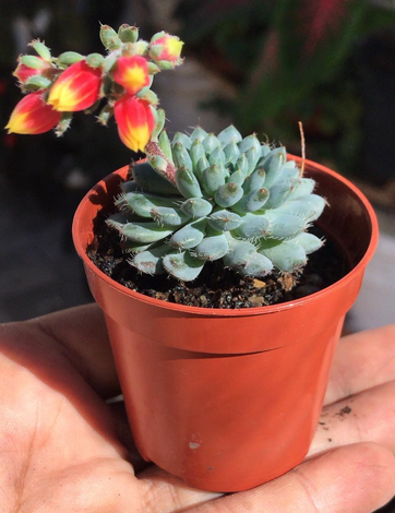 Echeveria Setosa