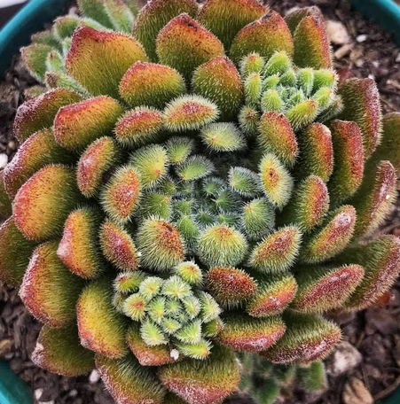 Echeveria Setosa