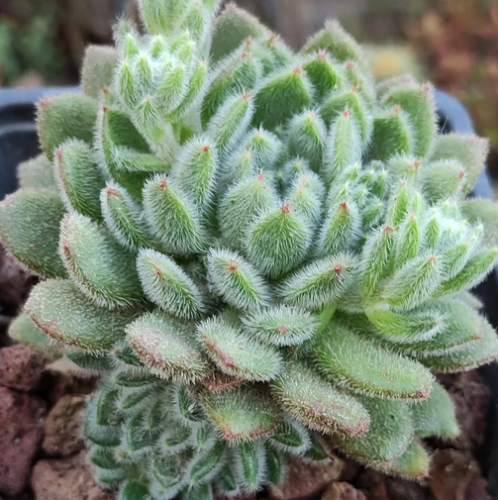 Echeveria Setosa