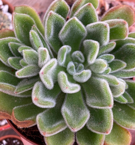 Echeveria Setosa