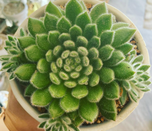 Echeveria Setosa
