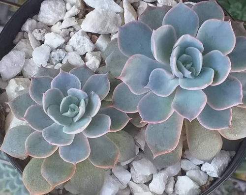 Echeveria Subsessilis