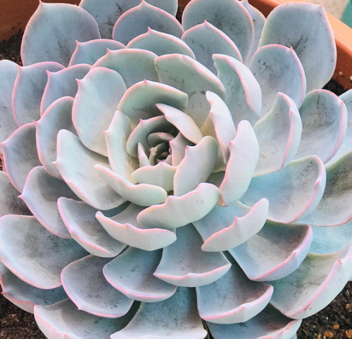 Echeveria Subsessilis