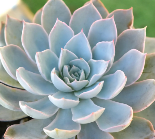 Echeveria Subsessilis