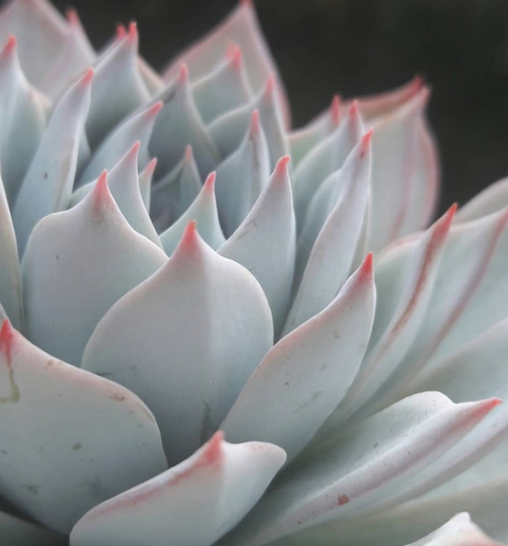 Echeveria Subsessilis