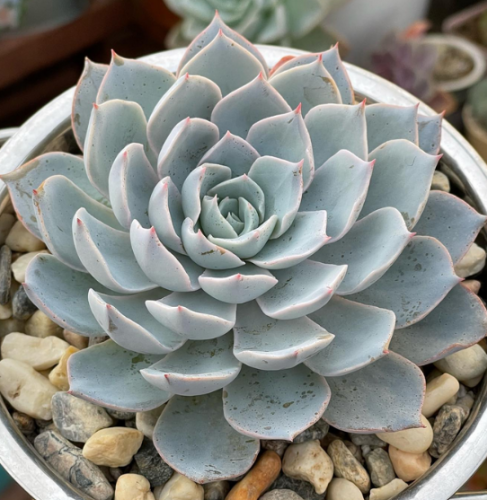Echeveria Subsessilis