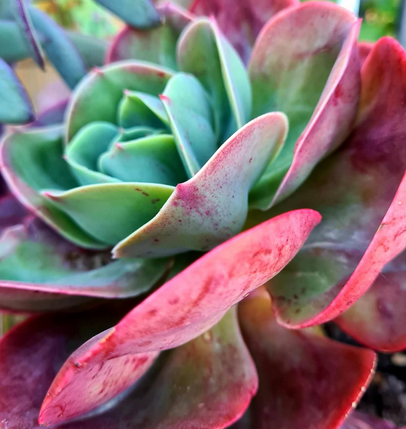 Echeveria Mandala