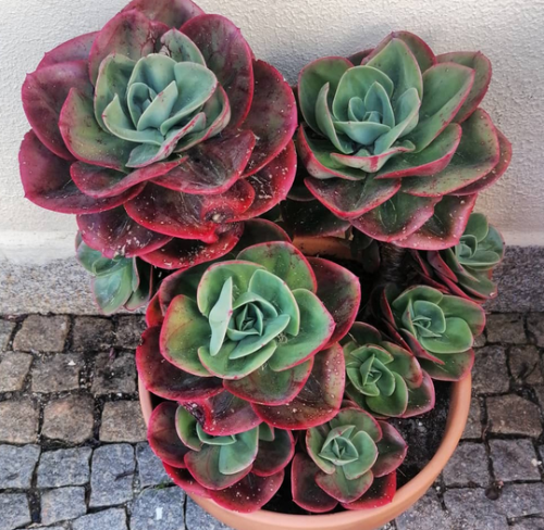 Echeveria Mandala