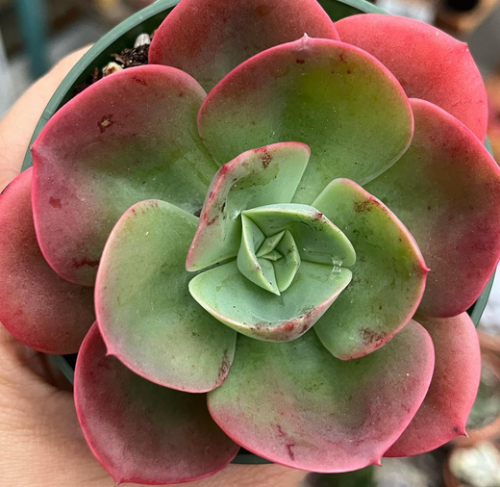 Echeveria Mandala