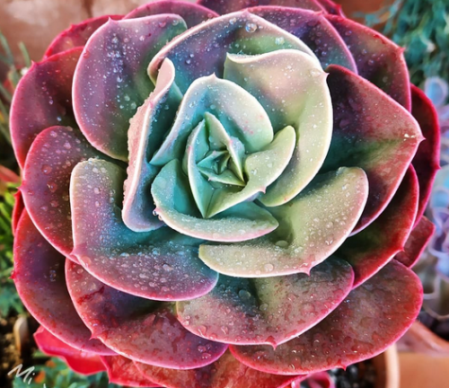 Echeveria Mandala