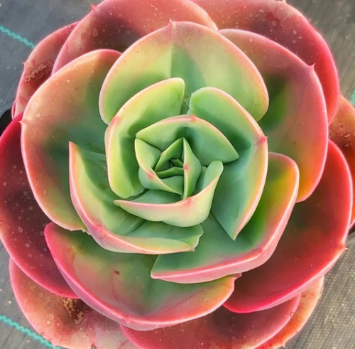 Mandala, echeveria
