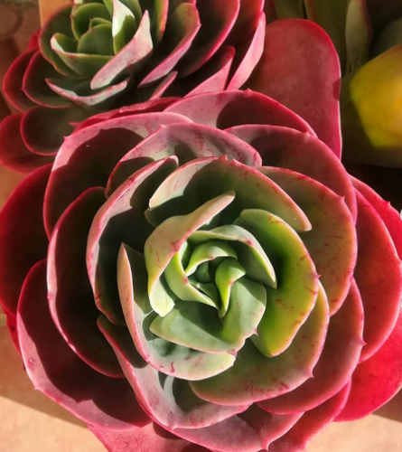Echeveria Mandala
