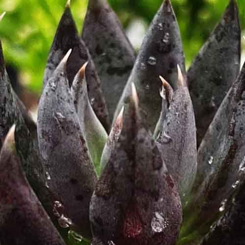 Affinis / Black Knight, echeveria