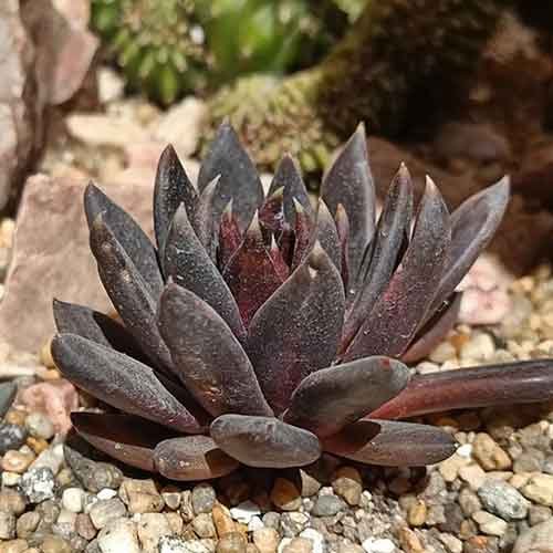 Echeveria Affinis