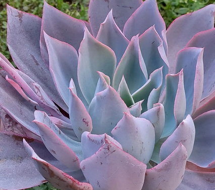 Echeveria Afterglow