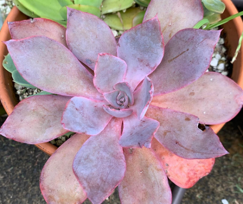 Afterglow, echeveria