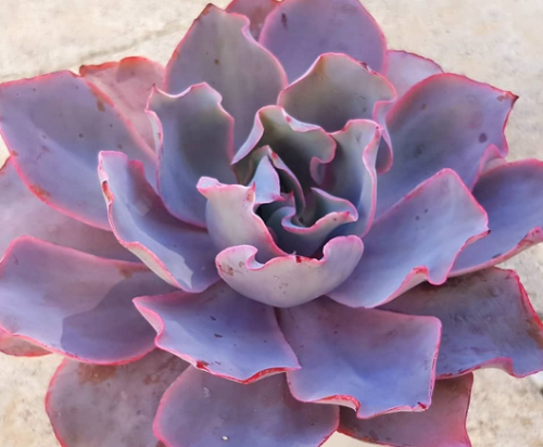 Echeveria Afterglow