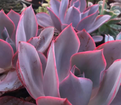Echeveria Afterglow