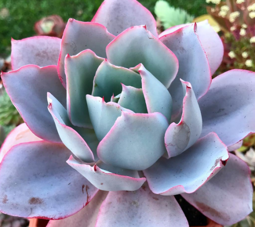 Echeveria Afterglow
