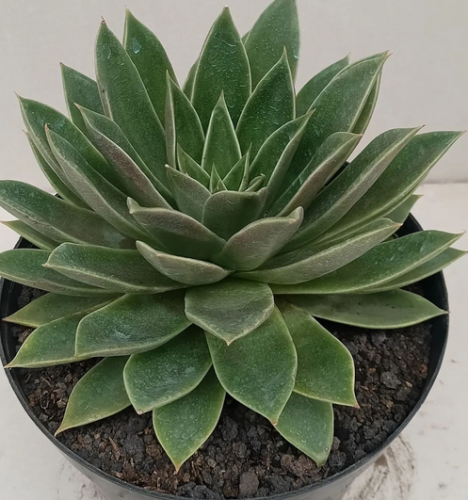 Echeveria Agavoides