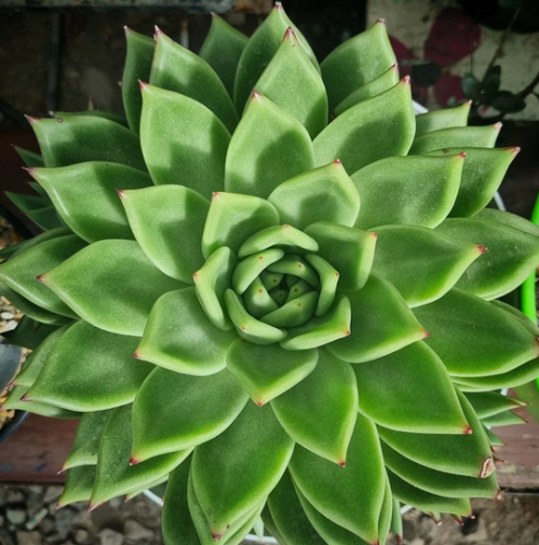 Echeveria Agavoides