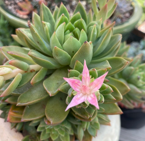 Echeveria Agavoides