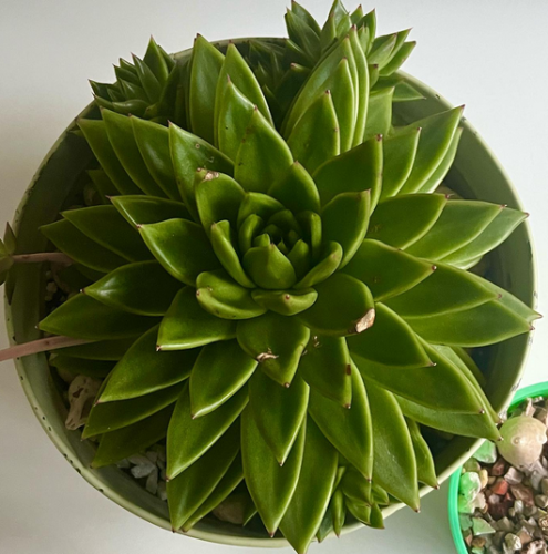 Echeveria Agavoides