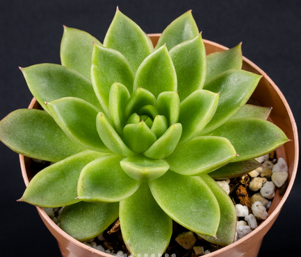 Echeveria Agavoides