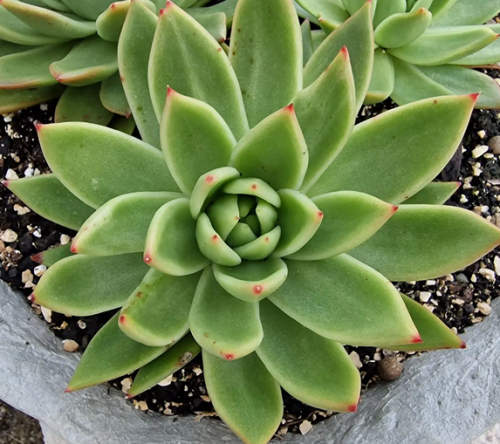 Echeveria Agavoides